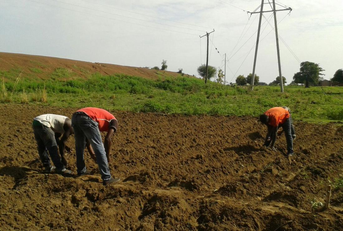 Three men bend over to plant seeds in plowed field