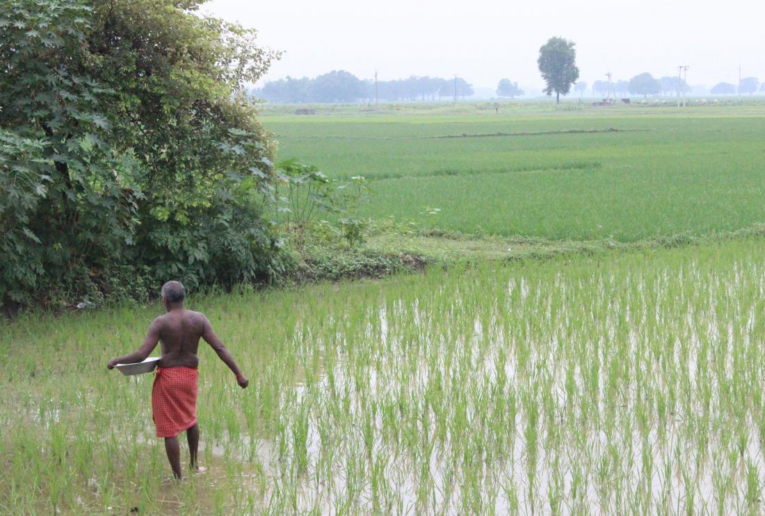Man in lungi at work in rice field