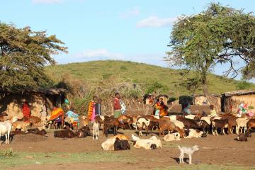 Masai herders stand among a herd of goats 